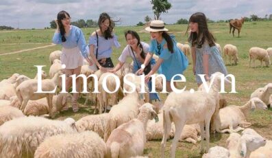 Đồi cừu Suối Nghệ Vũng Tàu: Giá vé và kinh nghiệm check-in chụp hình