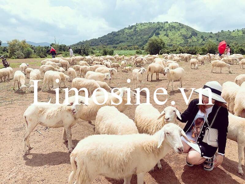 Đồi cừu Suối Nghệ Vũng Tàu: Giá vé và kinh nghiệm check-in chụp hình