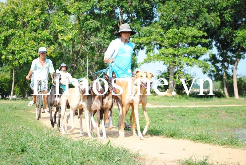 Đua chó Vũng Tàu: Giá vé và kinh nghiệm tham quan trường đua Lam Sơn